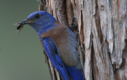 Western Bluebird
